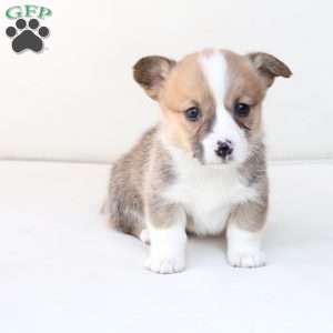 Chloe, Pembroke Welsh Corgi Puppy