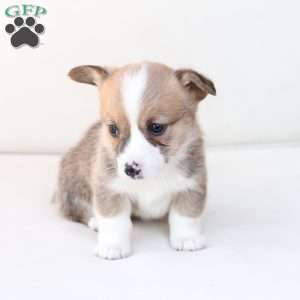 Chloe, Pembroke Welsh Corgi Puppy