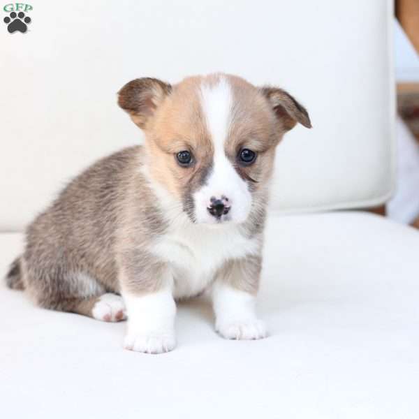 Chloe, Pembroke Welsh Corgi Puppy
