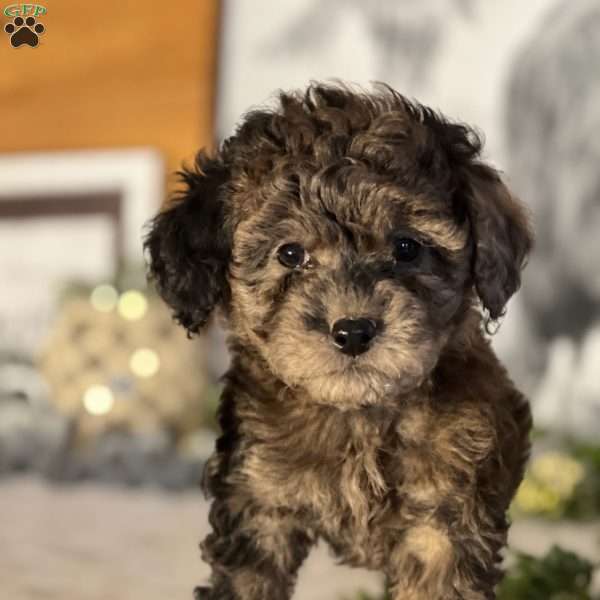Siena, Bich-Poo Puppy