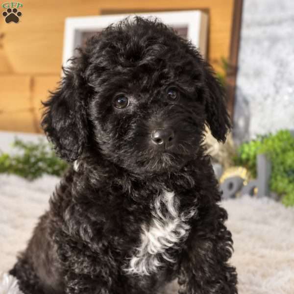 Star, Bich-Poo Puppy