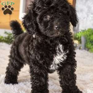 Star, Bich-Poo Puppy