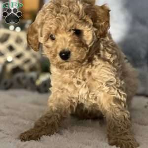 Sundae, Bich-Poo Puppy