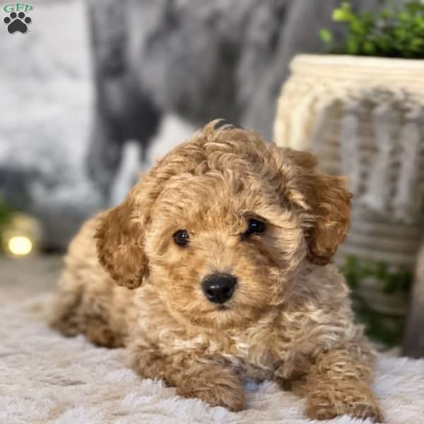 Sundae, Bich-Poo Puppy