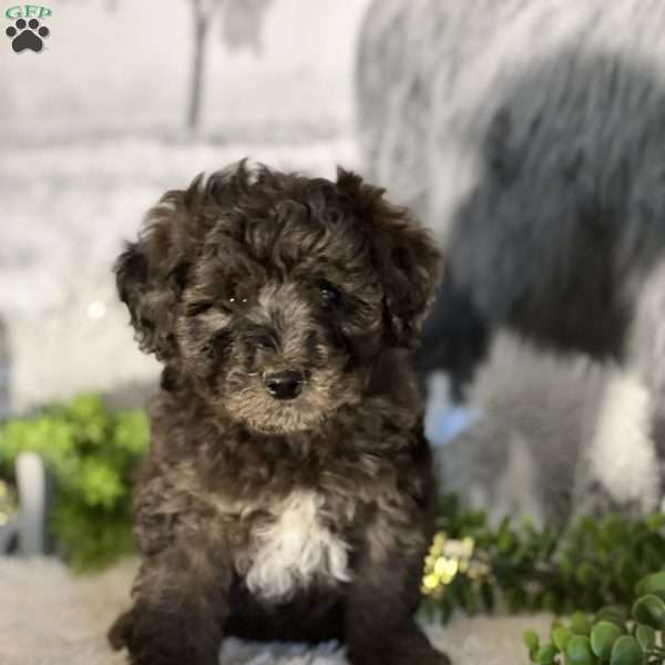 Skittles, Bich-Poo Puppy