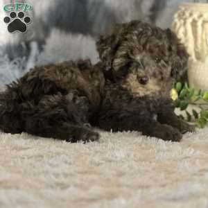 Skittles, Bich-Poo Puppy