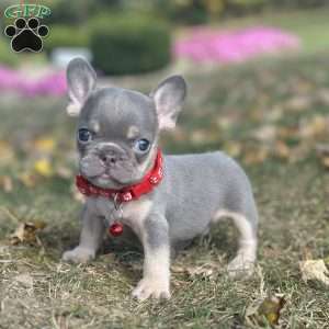 Tazer, French Bulldog Puppy