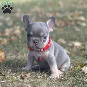 Tazer, French Bulldog Puppy