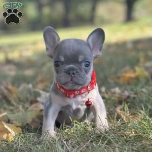 Tazer, French Bulldog Puppy