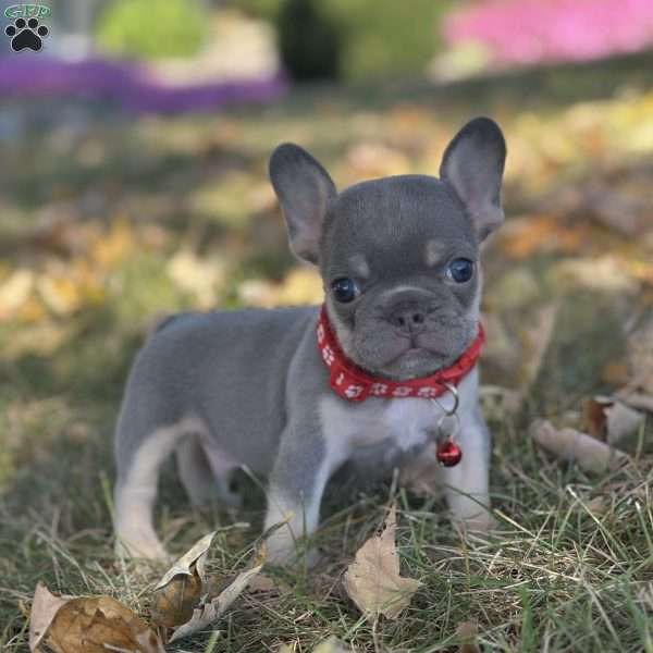 Tazer, French Bulldog Puppy