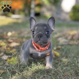 Champ Video Ad, French Bulldog Puppy