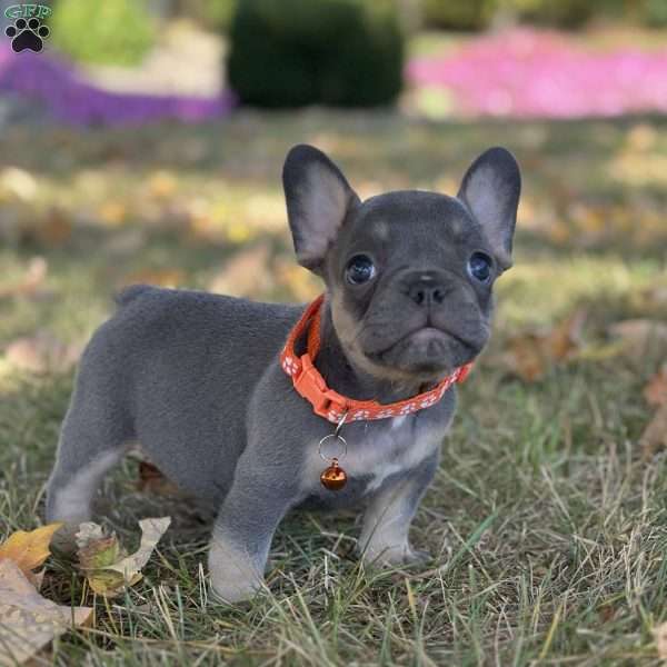 Champ Video Ad, French Bulldog Puppy