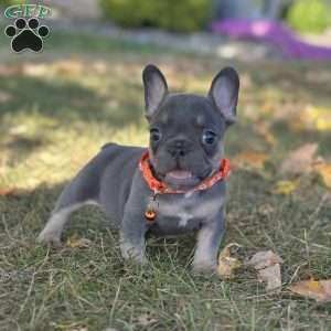 Champ Video Ad, French Bulldog Puppy