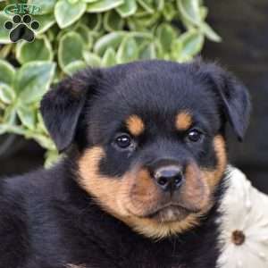 Rocky, Rottweiler Puppy