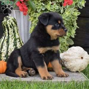 Rocky, Rottweiler Puppy