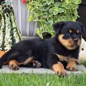 Rocky, Rottweiler Puppy