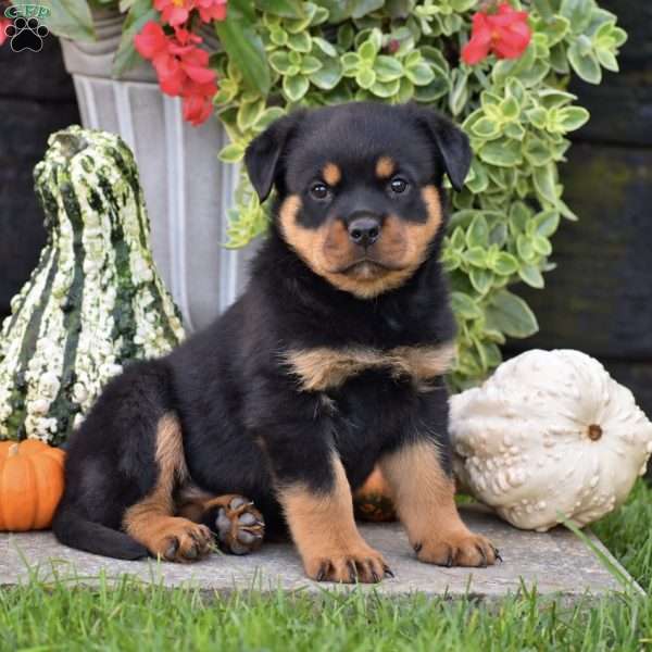 Rocky, Rottweiler Puppy