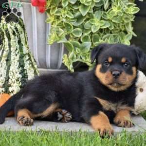 Rocky, Rottweiler Puppy