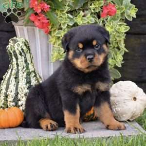 Royce, Rottweiler Puppy