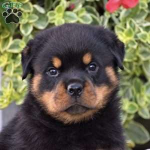 Royce, Rottweiler Puppy