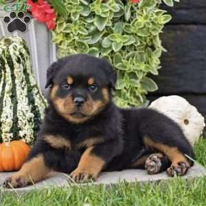 Royce, Rottweiler Puppy