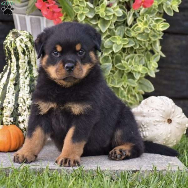 Royce, Rottweiler Puppy