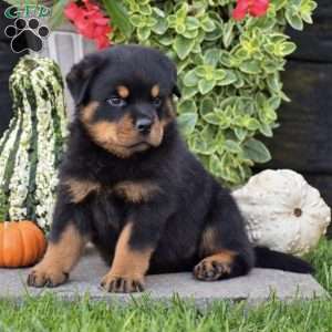 Royce, Rottweiler Puppy