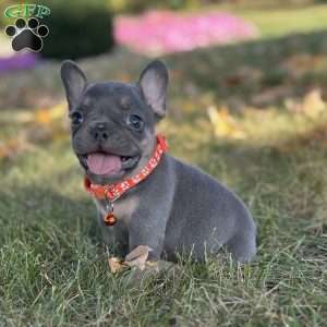 Champ Video Ad, French Bulldog Puppy