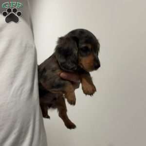 Mikko, Dachshund Puppy
