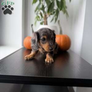 Mikko, Dachshund Puppy