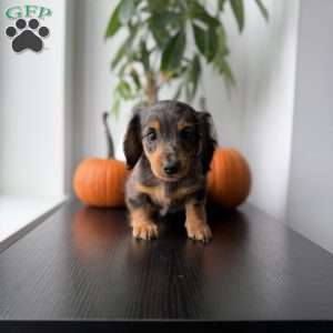 Mikko, Dachshund Puppy