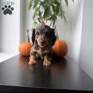 Mikko, Dachshund Puppy