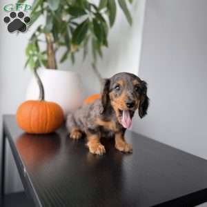 Mikko, Dachshund Puppy