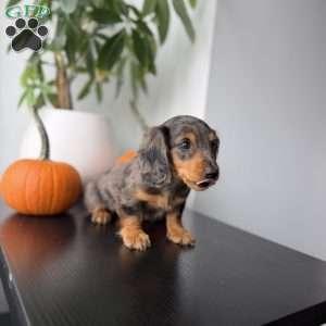 Mikko, Dachshund Puppy