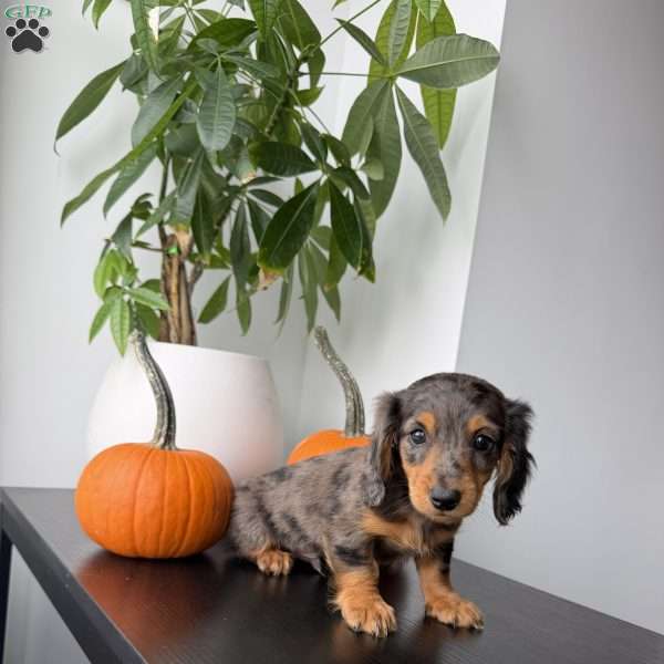 Mikko, Dachshund Puppy