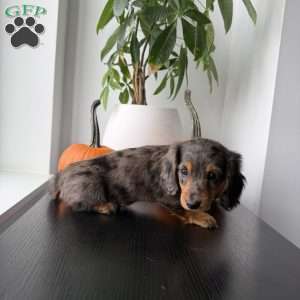 Mikko, Dachshund Puppy