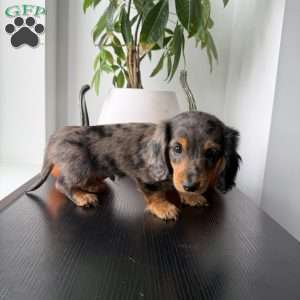 Mikko, Dachshund Puppy