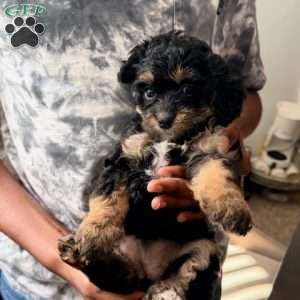Roxy, Cavapoo Puppy