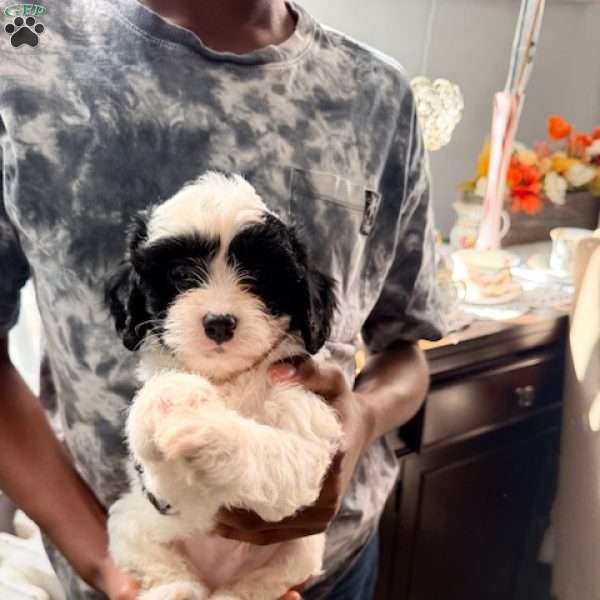 Ivory, Cavapoo Puppy