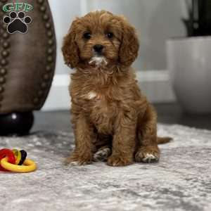 Autumn, Cavapoo Puppy