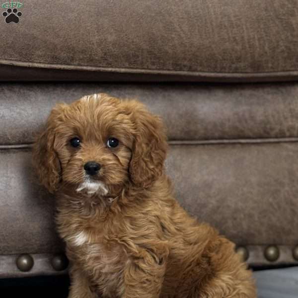 Autumn, Cavapoo Puppy