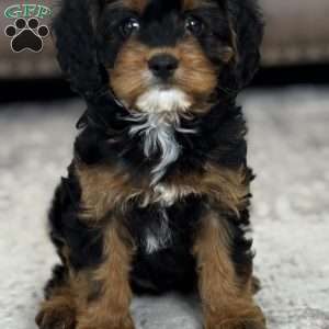 Aspen, Cavapoo Puppy