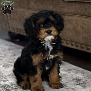 Aspen, Cavapoo Puppy