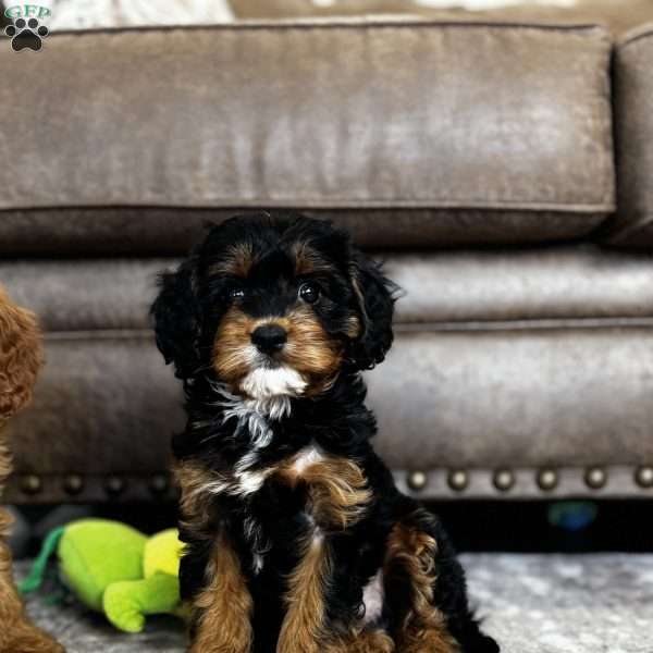 Aspen, Cavapoo Puppy