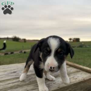 Dark Blue, Border Collie Puppy