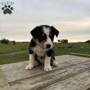 Orange, Border Collie Puppy