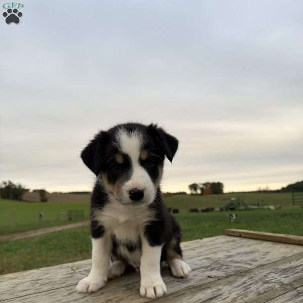 Orange, Border Collie Puppy