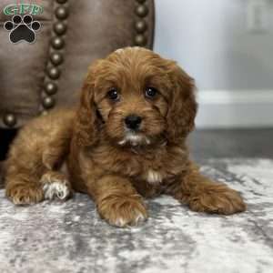 Autumn, Cavapoo Puppy