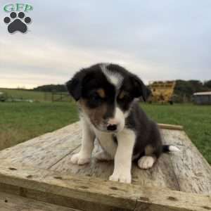 Yellow, Border Collie Puppy