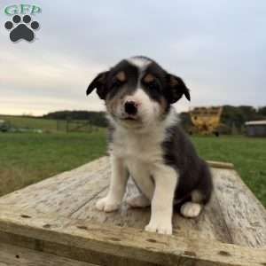 Yellow, Border Collie Puppy